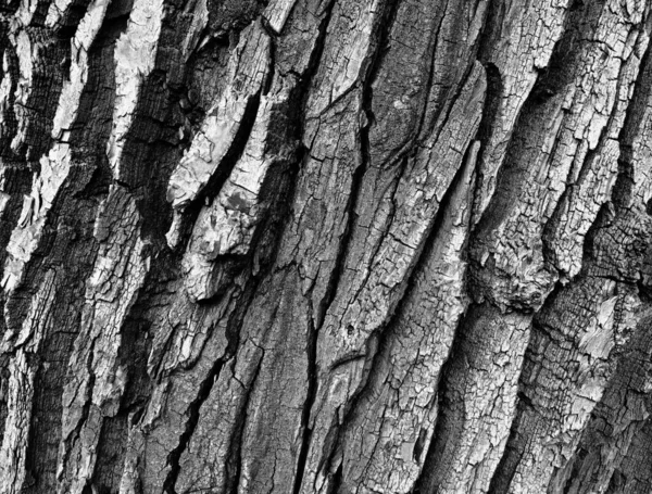 Ein Schöner Park Einem Wohngebiet Von Danzig Die Natur Dienste — Stockfoto