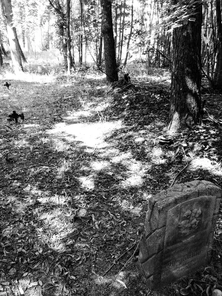Antiguo Cementerio Olvidado Biedrusko Polonia —  Fotos de Stock