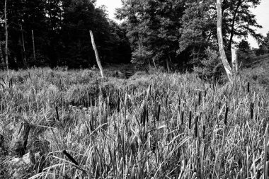 Polonya, Lysy Mlyn 'deki göl manzarası çok güzel..