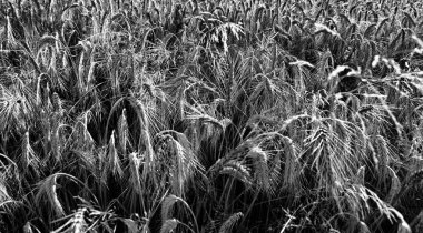 Hasat tarlası, Polonya kırsalının güzel manzarası. Kamieniec Wielkopolski.
