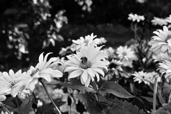 Hermosa Flor Flor Jardín Polonia — Foto de Stock