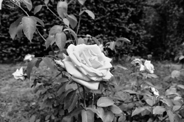 Krásná Květinová Květinka Zahrada Polsku — Stock fotografie