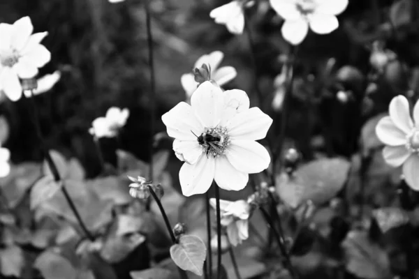 Vackert Blommande Blomma Trädgård Polen — Stockfoto