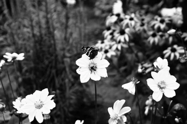 Belle Fleur Fleur Jardin Pologne — Photo