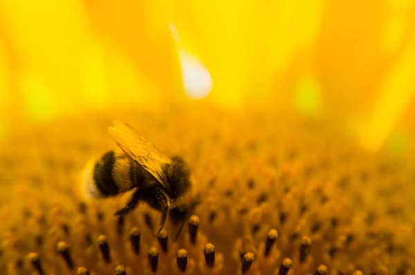 Abeja en la recolección de girasol para la miel — Foto de Stock