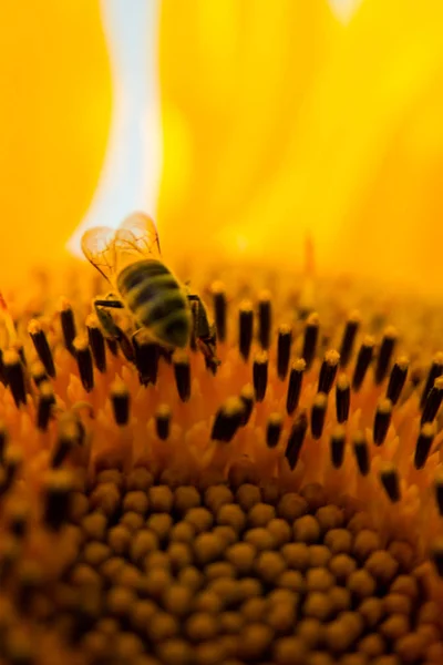 Abeja en la recolección de girasol para la miel — Foto de Stock