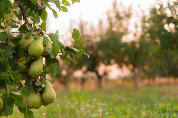 Pear fruit garden with grown sweet green pears in September sun