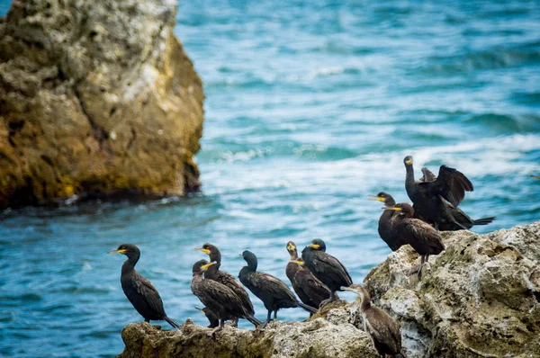 Europäischer shag oder gemeiner shag, phalacrocorax aristotelis im schwarzen meer, bulgarien — Stockfoto