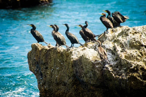 SHAG EUROPEO O SHAG COMUNE, Phalacrocorax aristotelis in Mar Nero, BULGARIA — Foto Stock