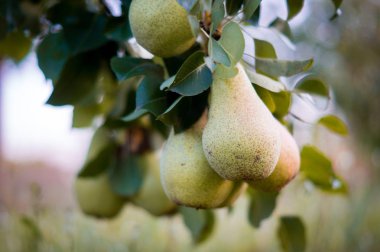Armut meyve bahçesi ile yetişkin tatlı yeşil armut