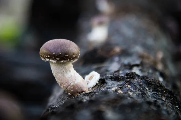 Shiitake mantar Lentinula edodes ağaçlardan büyüyen