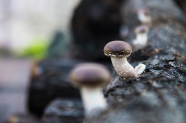 Shiitake mantar Lentinula edodes ağaçlardan büyüyen