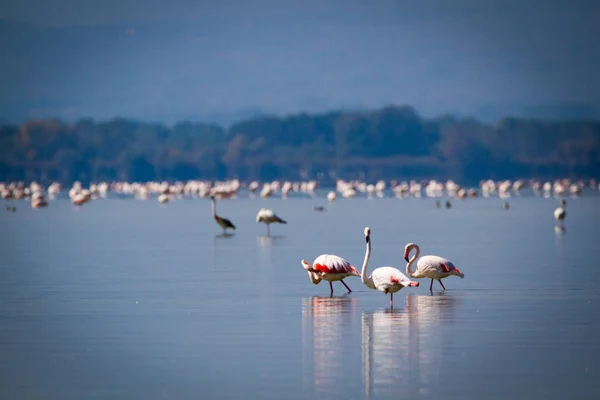 Różowe flamingi odpoczynku w jeziorze w słoneczny dzień — Zdjęcie stockowe