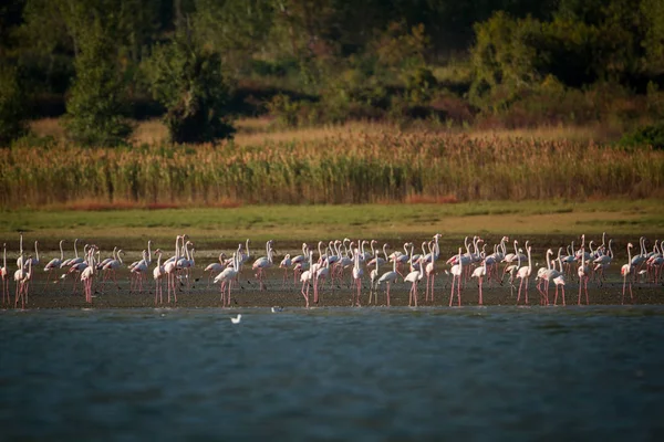 Rózsaszín flamingók A tó partján — Stock Fotó