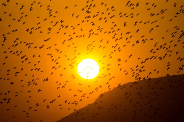 Rebaño de aves cubriendo el atardecer con montañas — Foto de Stock