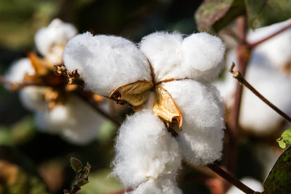 Cotton Plant bloem close-up op een Wild veld Stockfoto