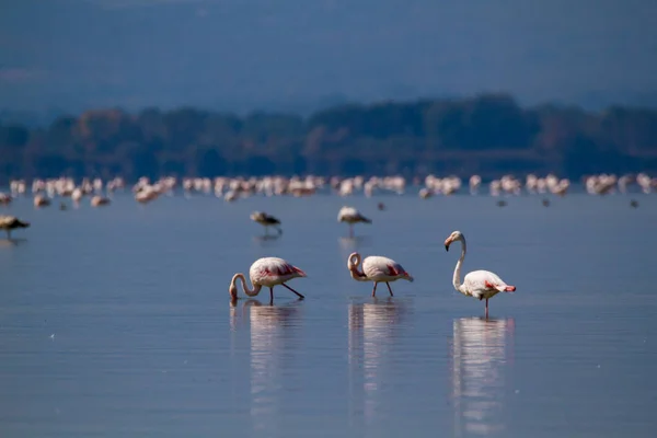 Rózsaszín flamingók pihen egy tó, egy napsütéses napon — Stock Fotó