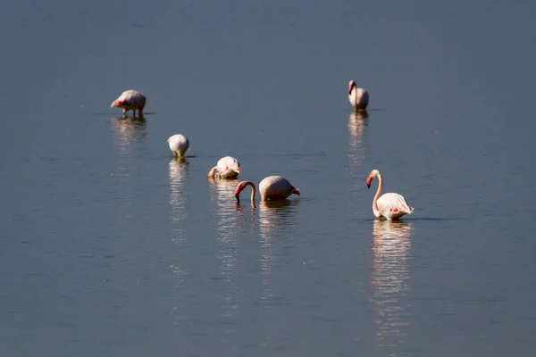 Flamingos cor de rosa, descansando em um lago em um dia ensolarado — Fotografia de Stock