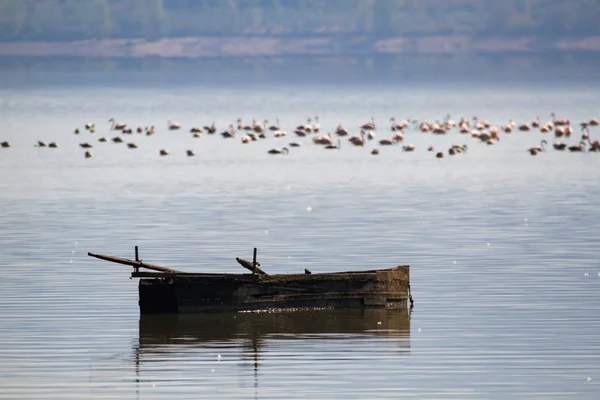 EMPTY Velho barco com FLAMINGOS BIRD embaçado no BACKGROUND — Fotografia de Stock