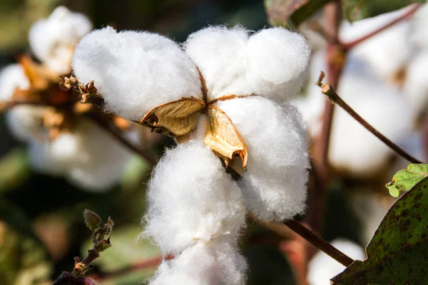 Cotton Plant bloem close-up op een Wild veld Stockfoto