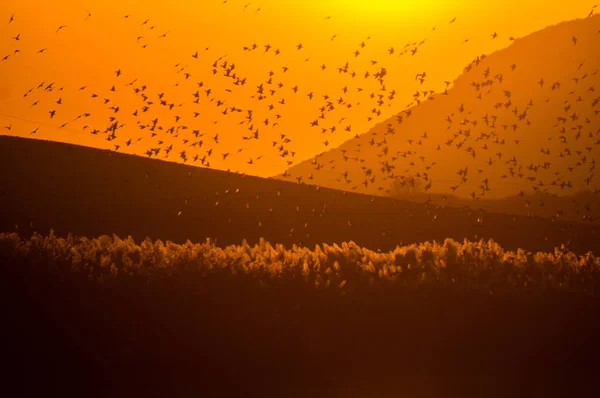 Stado ptaków obejmujących zachodu słońca z góry — Zdjęcie stockowe