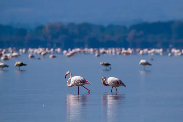 Rózsaszín flamingók pihen egy tó, egy napsütéses napon — Stock Fotó