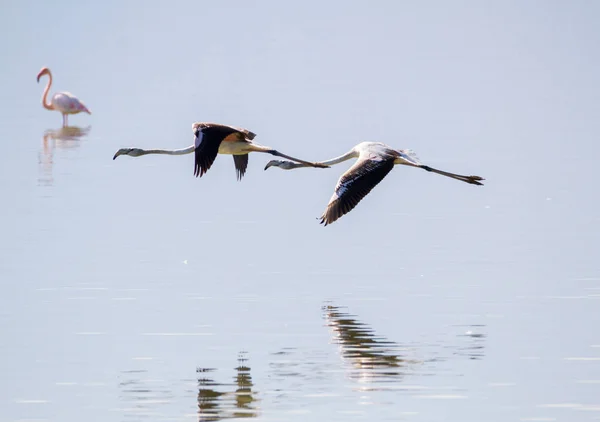 Due fenicotteri che volano su un lago in formazione — Foto Stock