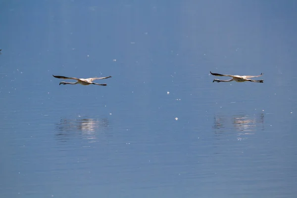 Två Flamingos som flyger över en sjö i bildandet — Stockfoto