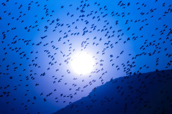 MOON BLUE SKY COM BIRDS FLOCK E MOUNTAIN — Fotografia de Stock