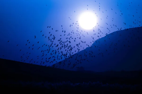 Kék ég, a madarak Hold híveit és a hegyi — Stock Fotó