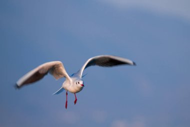 Uçan martı mavi gökyüzü güneşli havalarda üzerinde