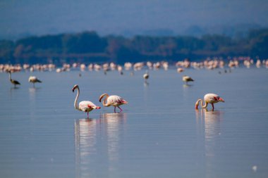 Pembe flamingolar bir göl güneşli bir günde dinlenme