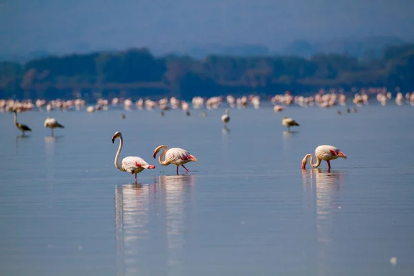 PINK FLAMINGOS RESTANDO IN UN LAGO DI DOMENICA — Foto Stock