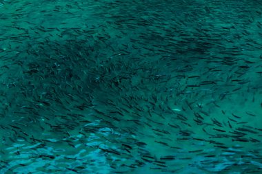 Turqoise denizinde nesli tükenmekte olan muazzam balık popülasyonu