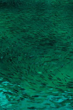 Turqoise denizinde nesli tükenmekte olan muazzam balık popülasyonu