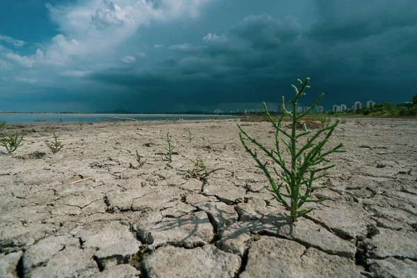 Trockener Boden Mit Einer Pflanze Und Einem Gewitter Hintergrund — Stockfoto