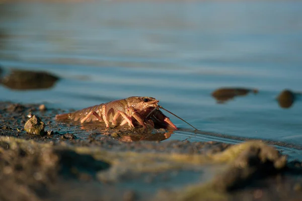 Osvobození bulharského Astacuse Astacuse, raka, na břehu jezera. — Stock fotografie