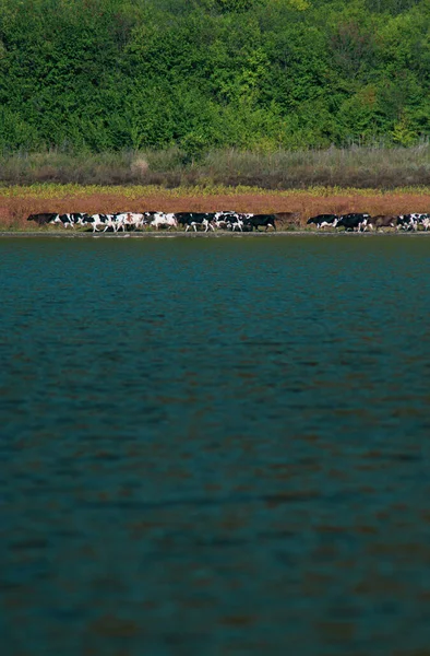 Een kudde koeien drinkend bij een meer onder een berg op een zonnige dag. Concept: Kalmte en natuur — Stockfoto