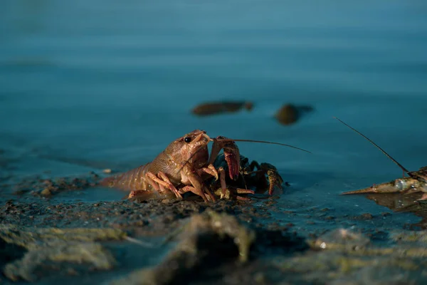 Freeing Bulgarian Astacus Astacus, Crayfish, on the shore of a lake. — Stock Photo, Image