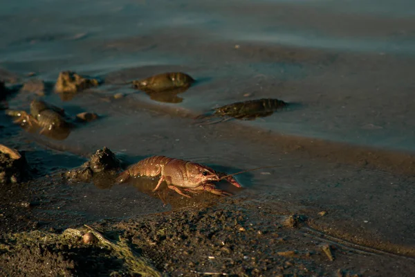 Freeing Bulgarian Astacus Astacus, Crayfish, on the shore of a lake. — Stock Photo, Image