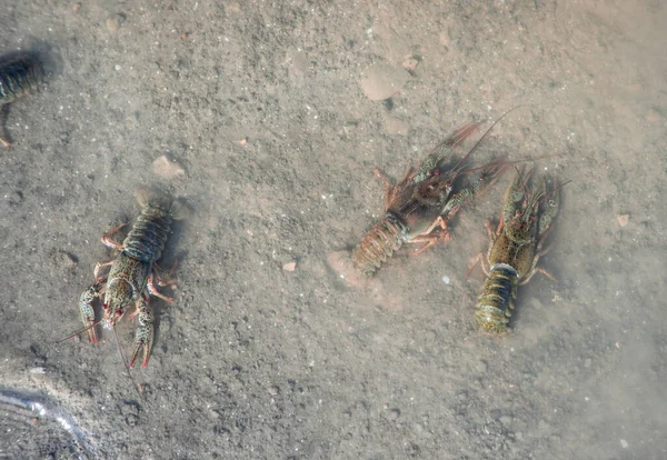 Freeing Bulgarian Astacus Astacus, Crayfish, on the shore of a lake. — Stock Photo, Image