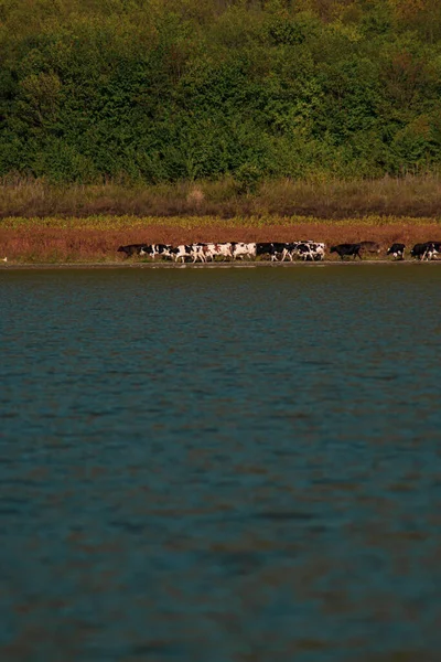 Egy tehéncsorda iszik egy tó mellett egy hegy alatt egy napsütéses napon. Koncepció: Nyugodtság és természet — Stock Fotó