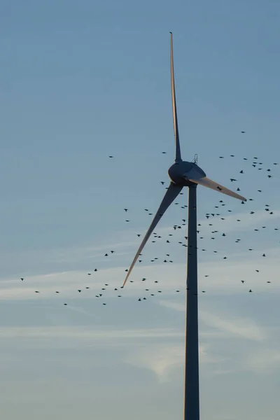 Turbina Wiatrowa Ptakami Przechodzącymi Przez Nią Koncepcja Ochrona Ptaków Środowisku — Zdjęcie stockowe