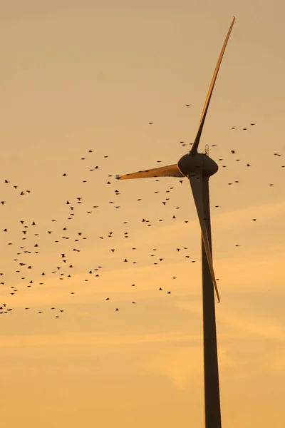 Turbina Wiatrowa Ptakami Przechodzącymi Przez Nią Koncepcja Ochrona Ptaków Środowisku — Zdjęcie stockowe