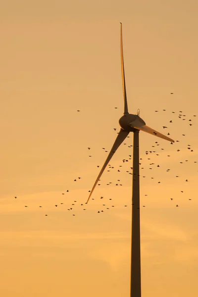 Turbina de viento con aves que pasan a través de ella. Concepto: Conservación de aves ambientales — Foto de Stock