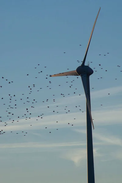 Turbina wiatrowa z ptakami przechodzącymi przez nią. Koncepcja: Ochrona środowiska ptaków — Zdjęcie stockowe