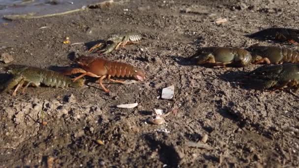 Freeing Bulgarian Astacus Astacus, Crayfish, on the shore of a lake. — Stock Video