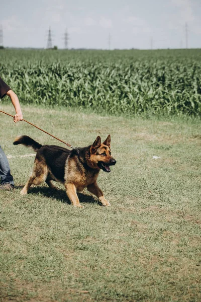 Dog Handler German Shepherd — Stock Photo, Image