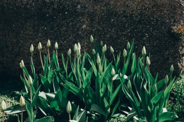 Renkli lale grubudur. Yumuşak seçici odak, lale kapatalım, tonlama. Parlak renkli lale fotoğraf arka plan