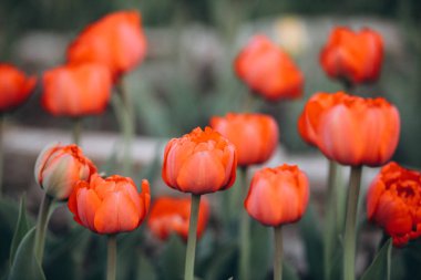 Renkli lale grubudur. Yumuşak seçici odak, lale kapatalım, tonlama. Parlak renkli lale fotoğraf arka plan